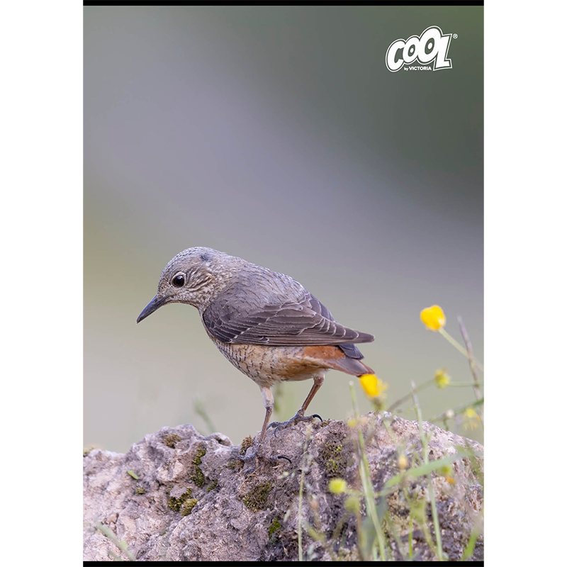 Füzet, tűzött, A4, vonalas, 80 lap, COOL BY VICTORIA "Birds"