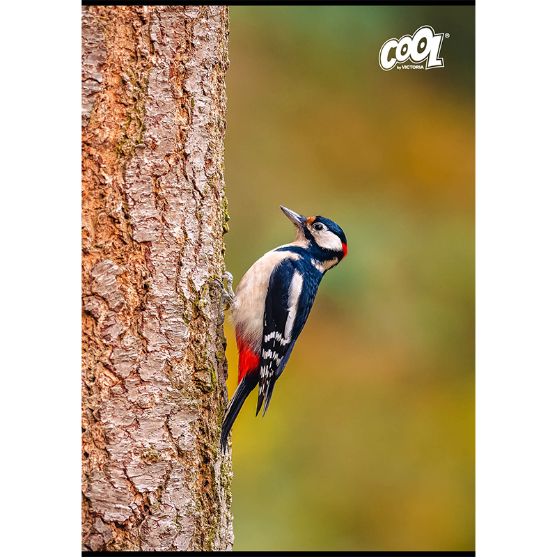 Füzet, tűzött, A4, vonalas, 80 lap, COOL BY VICTORIA "Birds"