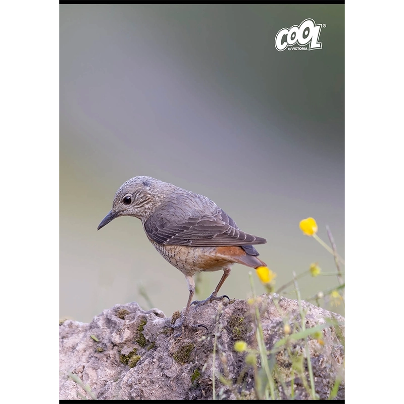 Füzet, tűzött, A4, vonalas, 80 lap, COOL BY VICTORIA "Birds"